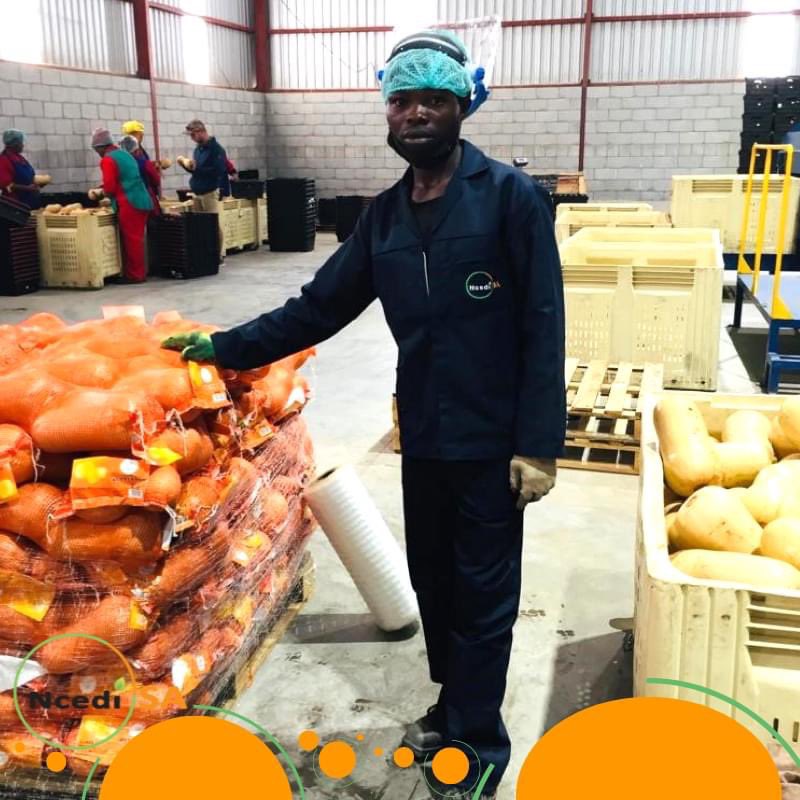 NcediSA_'s tweet photo. Kwaggas are known as the sanitation teams and refer to the versatile general farmworkers who are contracted and allocated specific all-around tasks such as planting, watering, packing, sorting, and cleaning of equipment amongst other relevant farm tasks.

#Ncedisa #Agriculture https://t.co/R0J1iTj7Ms