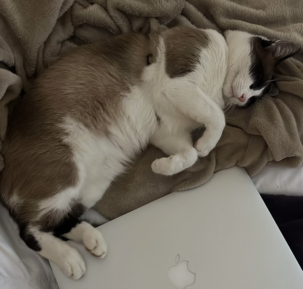 MallauryAllain's tweet photo. Il s’appel Jean Jean,
Il n’est pas rentré depuis 6 jours!
C’est un mâle aux yeux bleus, il porte un harnais beige avec une clochette.
Pas pucé ni tatouer.

Dans la commune de La Haye-Pesnel, dans la manche en Normandie.

Numéro à contacter: 0642098853 pas sérieux s’abstenir merci https://t.co/WKi6OJ0W5Q