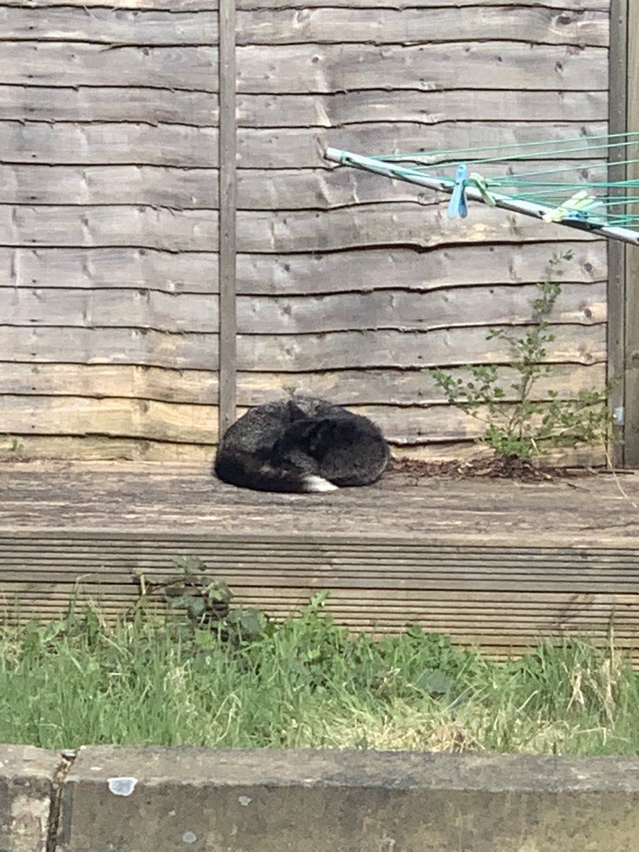 Another visit from the black fox. #foxoftheday