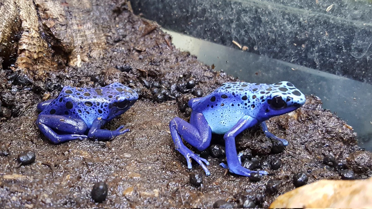 ネイチャーズ岐阜店 в X: „🐸新入荷個体🐸 コバルトヤドクガエル