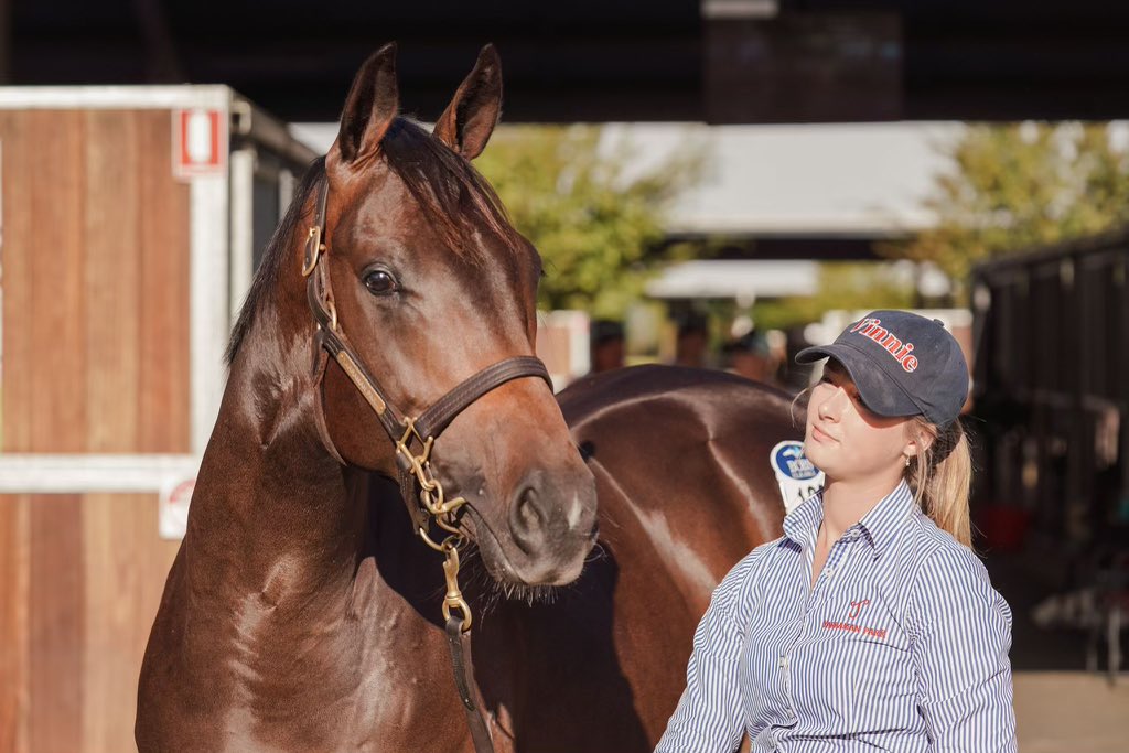 FirstLight_FLR's tweet photo. WOW!!!!

So excited to secure this outstanding colt today from @inglis_sales Easter - Lot 129, I Am Invincible x Danish Spy, the full brother to Gr2 winning 2yo STRASBOURG @yarramanpark @GaiWaterhouse1 

$650,000 and worth every cent 

💙💛 #LoveAtFirstLight 

📸 @GaiWaterhouse1 https://t.co/vWgzCC4qY1