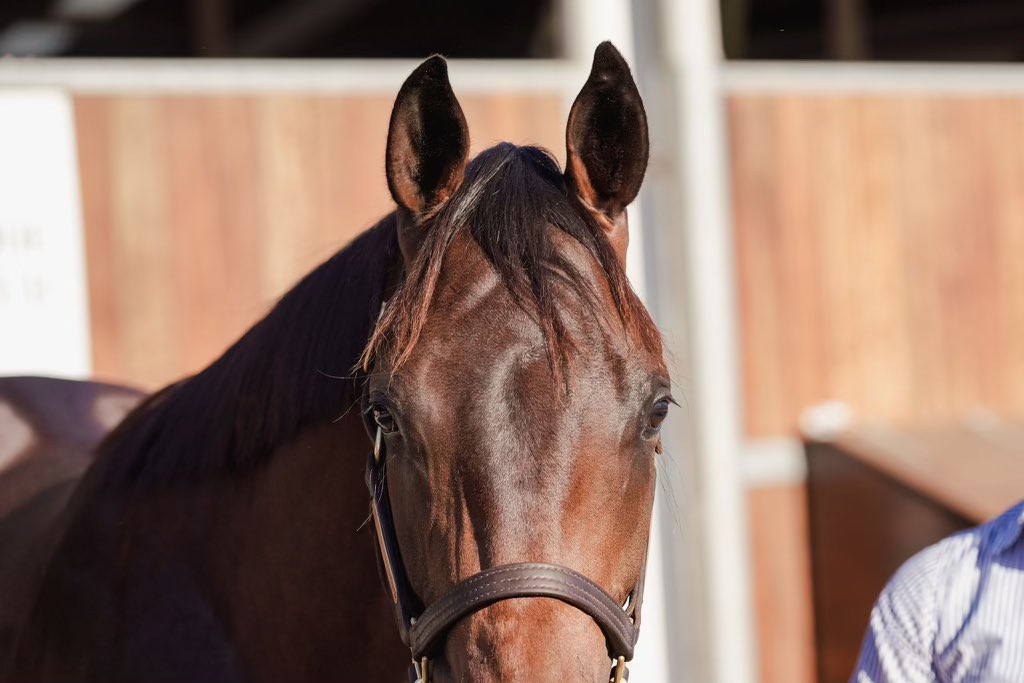 FirstLight_FLR's tweet photo. WOW!!!!

So excited to secure this outstanding colt today from @inglis_sales Easter - Lot 129, I Am Invincible x Danish Spy, the full brother to Gr2 winning 2yo STRASBOURG @yarramanpark @GaiWaterhouse1 

$650,000 and worth every cent 

💙💛 #LoveAtFirstLight 

📸 @GaiWaterhouse1 https://t.co/vWgzCC4qY1