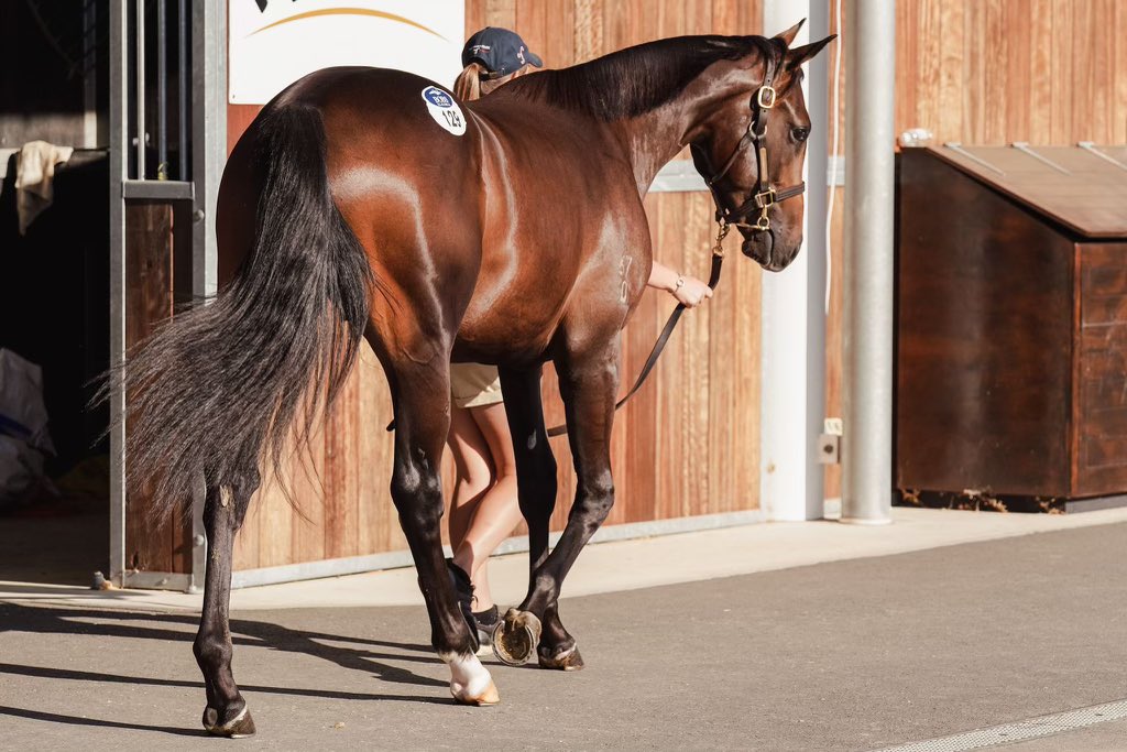 FirstLight_FLR's tweet photo. WOW!!!!

So excited to secure this outstanding colt today from @inglis_sales Easter - Lot 129, I Am Invincible x Danish Spy, the full brother to Gr2 winning 2yo STRASBOURG @yarramanpark @GaiWaterhouse1 

$650,000 and worth every cent 

💙💛 #LoveAtFirstLight 

📸 @GaiWaterhouse1 https://t.co/vWgzCC4qY1