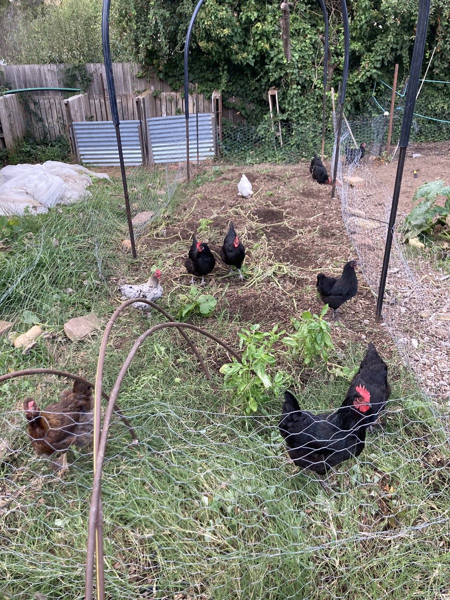 #LadiesOfEggTown starting work turning over the next #TotesGarden bed