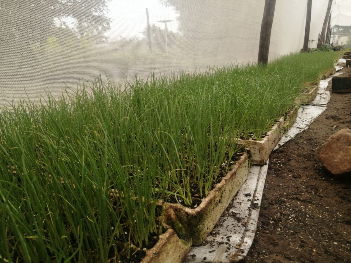 Hazera Dina Onion Seedlings Ready for transplanting available at Optimum Seedlings Nursery. Short day variety, early maturity 90 Days, Storability 6 Months. Only at $10 /1000. Get in touch on 0784430703 /0774325166 /0774073283, @Fran_Mapindani @WendyMadzura @SeedCoVegZim https://t.co/yR3LMKs4QT