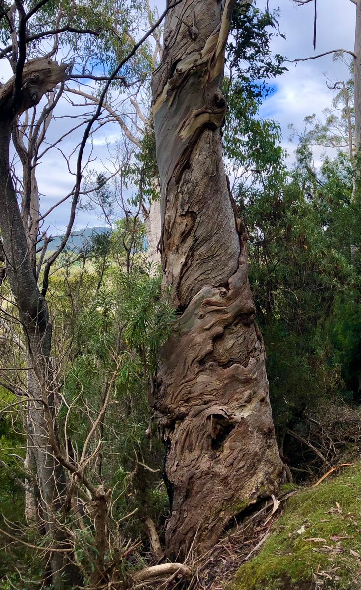 cyberoo's tweet photo. I love this big old #eucalypt with the spiral bark, on my #ebike route to work ๐๐๐ #thicktrunktuesday #Knocklofty #Tasmania @arborsmarty @BicycleTasmania https://t.co/yNizD17wao