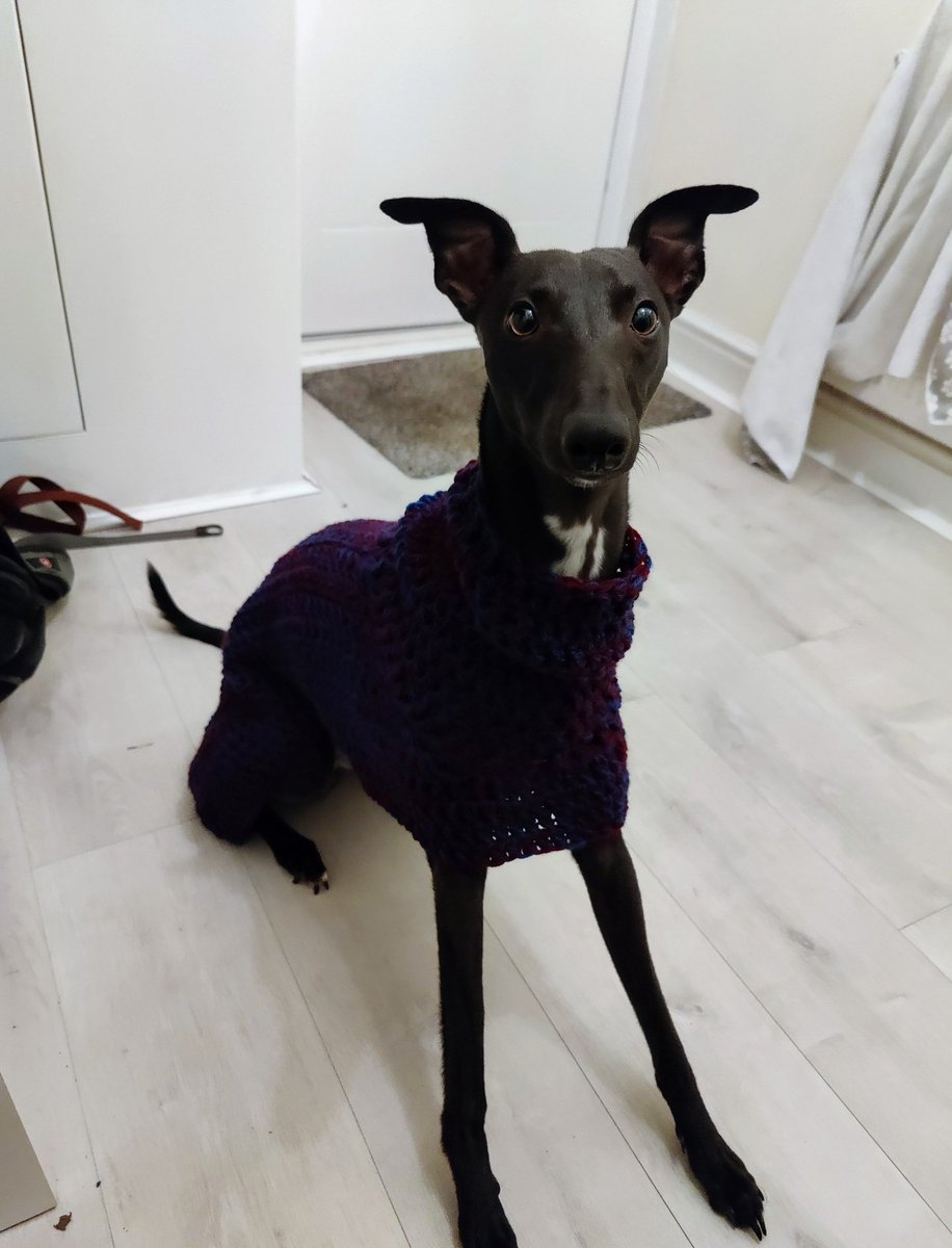 jamesathert's tweet photo. @danieldaviesRPL @JonnyBenson @marcthevet @J___Williamson @thedustyteapot @Lucy_Cavalier @lucylou71 @UptonBow @bowleggedbeagle @LivEchonews @TradeMarkArt @alison_pountney @Dotmasters @bruteprop Would love one of Wallace the Whippet, still only a puppy but he'll be around the place for years. The staff at the JA love giving him biscuits 🐕 https://t.co/X5IxdclXtg