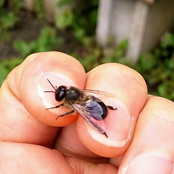 tokoYY1's tweet photo. Boys are so friendly!!
#japanesebees #bees #SaveTheBees #BEEKEEPING https://t.co/56nbPMumKg