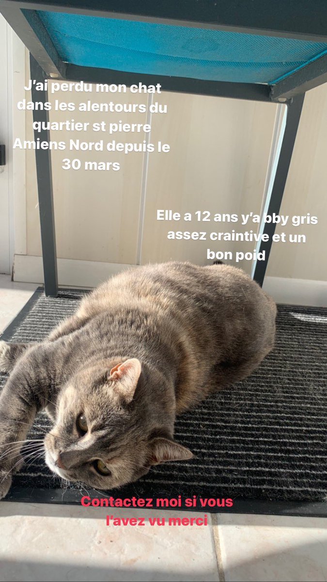 evptc's tweet photo. Bonjour mon chat est perdu aidez moi à la retrouver s’il vous plaît ! Amiens alentour de st pierre Amiens Nord elle s’appelle cerise elle est tabby gris, 12 ans . Plutôt craintive 
Partagez svp ma famille et moi sommes inquiet https://t.co/kBGho1Nhcx