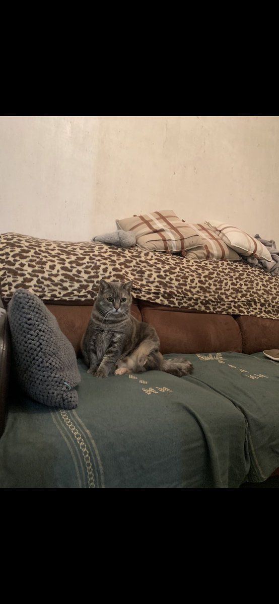 evptc's tweet photo. Bonjour mon chat est perdu aidez moi à la retrouver s’il vous plaît ! Amiens alentour de st pierre Amiens Nord elle s’appelle cerise elle est tabby gris, 12 ans . Plutôt craintive 
Partagez svp ma famille et moi sommes inquiet https://t.co/kBGho1Nhcx