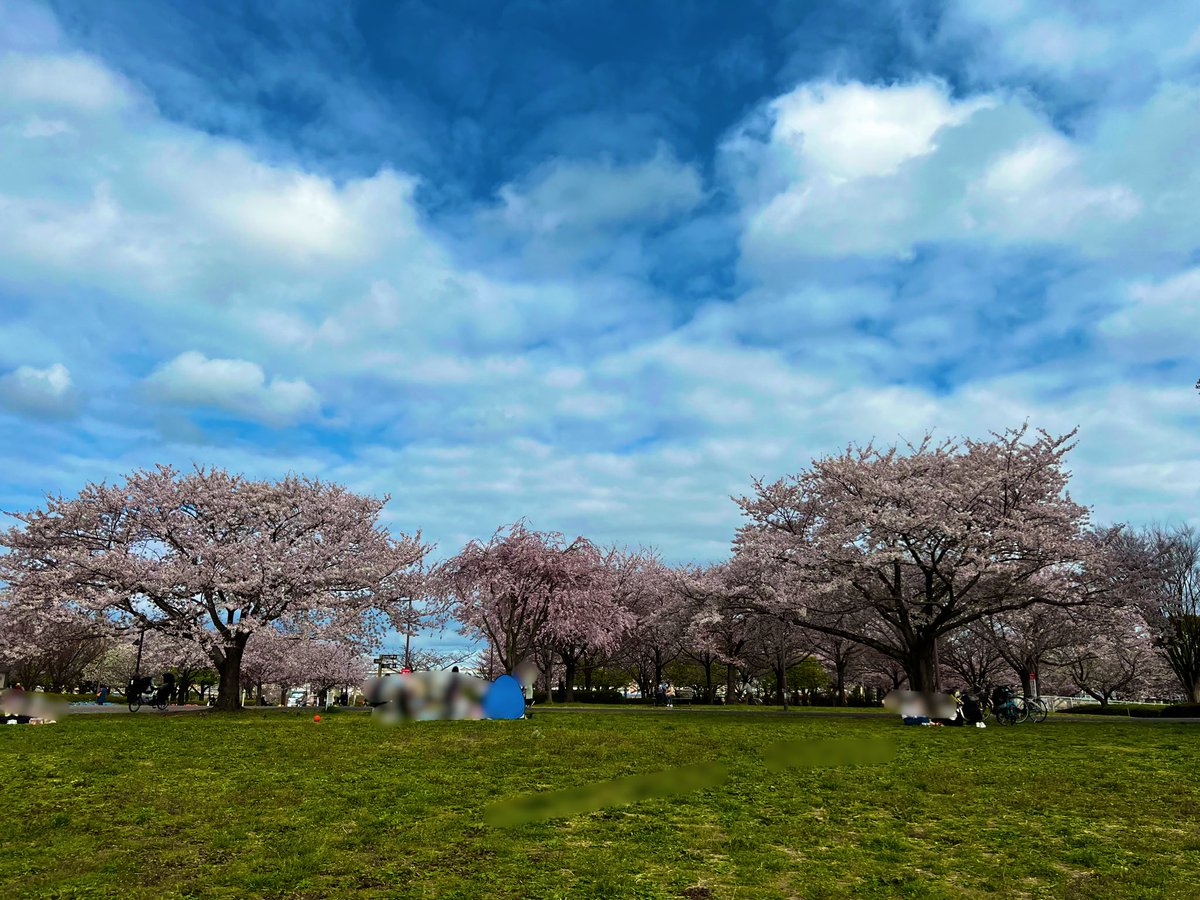 Yasu46462's tweet photo. 小松川千本桜
前から気になっていましたが
初めて行きました！
まさか江戸川区中央にこんな大きな公園があったとは
なかなかやるな江戸川区😉
#小松川千本桜
#桜 
#江戸川区 https://t.co/8ZvxPrrC2N