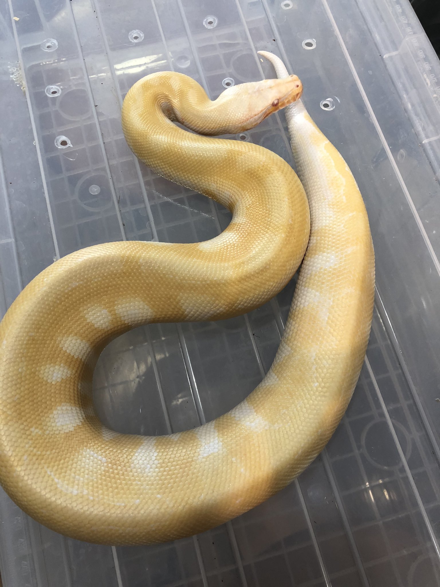 爬虫類ショップ 天和（tenwa_reptiles） a X: 