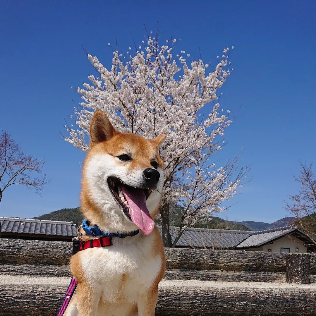 shibainukojirou's tweet photo. さくらキレイ🌸🌸 https://t.co/rytpUdlVX4