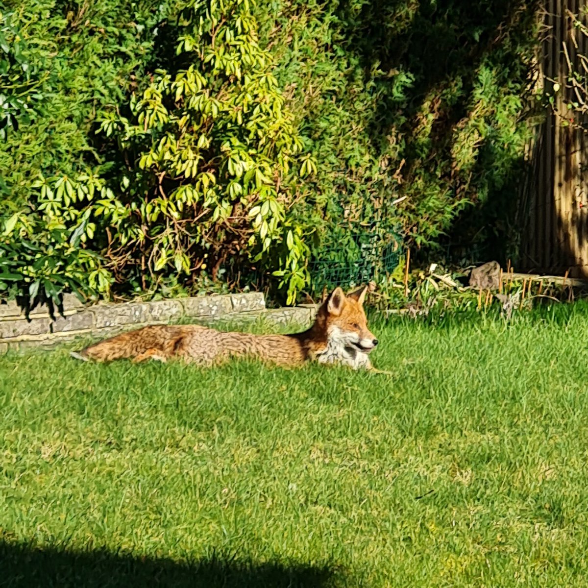 GTxandrew's tweet photo. @ChrisGPackham Sun out, fox out. https://t.co/JSnynOCO58