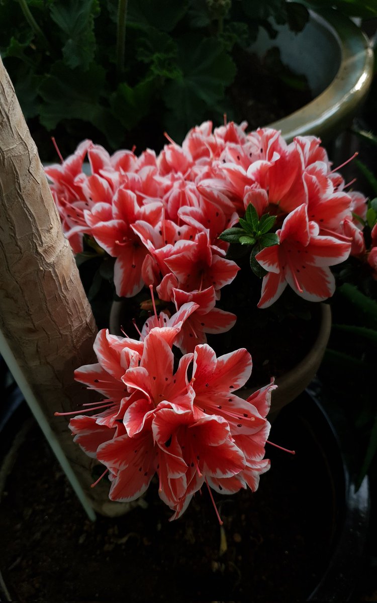 집에있는 철쭉꽃 예쁘다..