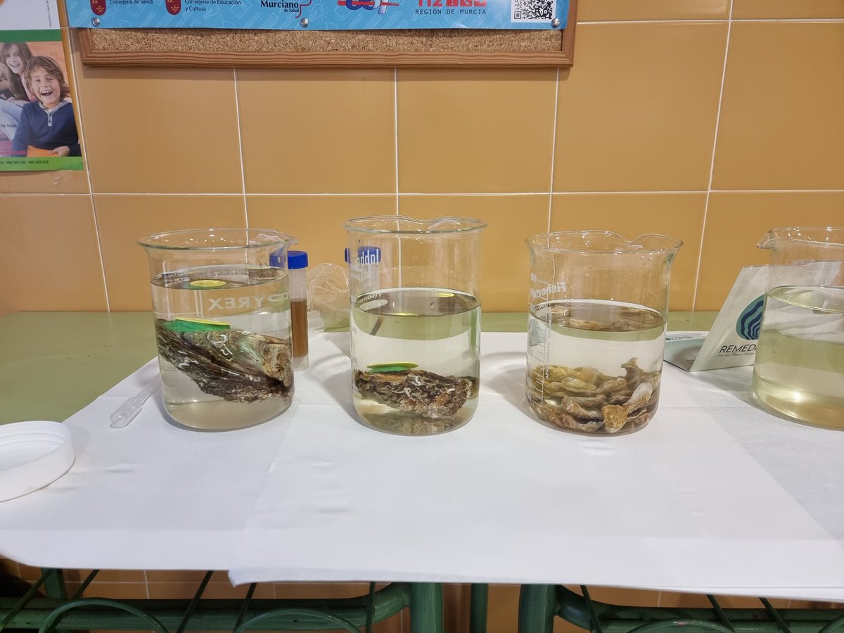 CarlosMeziat's tweet photo. VII SEMANA CULTURAL CEIP EL MIRADOR
Eve y Sebastián, del Instituto Oceanográfico, nos hablan de su proyecto de recuperación del Mar Menor. Las ostras, grandes filtradoras de algas. https://t.co/pCIf7koCpb