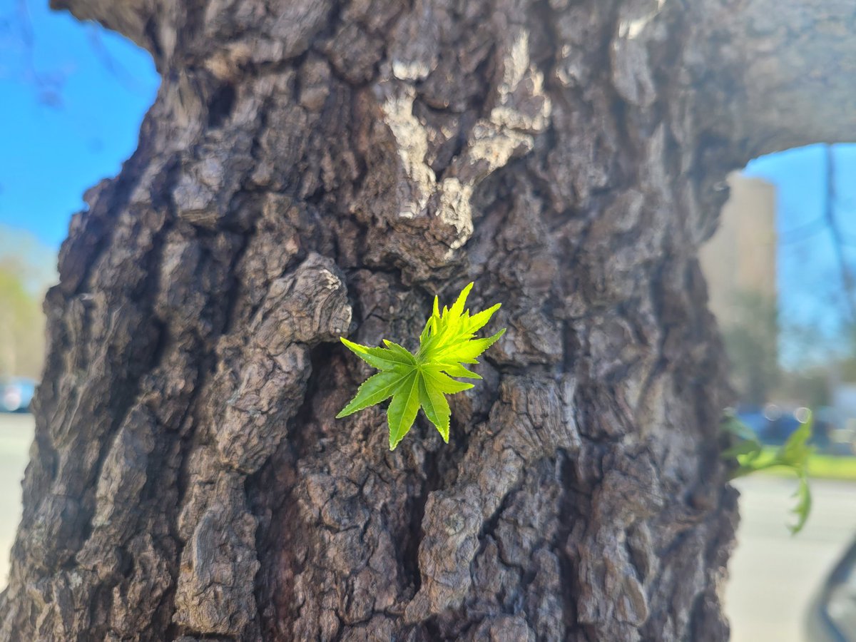 marepet71's tweet photo. Life can start on various places! #educational #teachertwitter #Serbia https://t.co/TF37uNVOcl