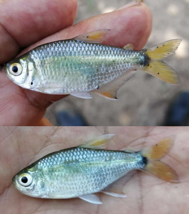 #NewSpeciesAlert - 𝐻𝑦𝑝ℎ𝑒𝑠𝑠𝑜𝑏𝑟𝑦𝑐𝑜𝑛 𝑏𝑎𝑟𝑟𝑎𝑛𝑞𝑢𝑖𝑙𝑙𝑎 sp. nov. (Characiformes: #Characidae.) New species of fish from Atlantico Department of #Colombia.
#Tetras #Hyphessobrycon #MagdalenaRiver
🔓 (Direct PDF) - bit.ly/3J9JmaI