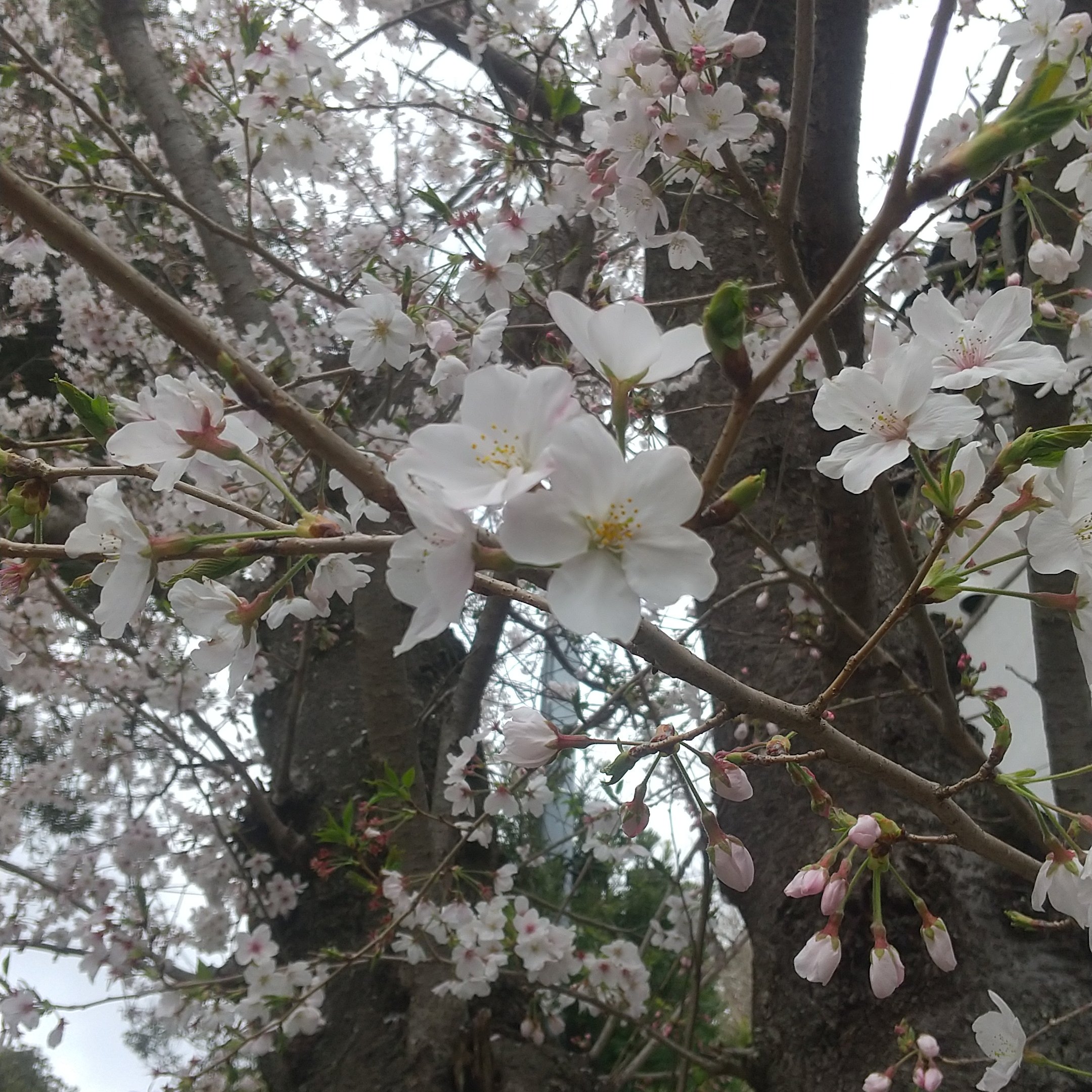 Tweets With Replies By 鎌倉俳句 ハイク実行委員会 Kamakurahaiku Twitter