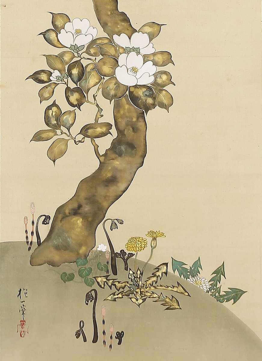 watanabe_arts's tweet photo. こちらは、江戸琳派の画家 酒井抱一（1761-1828）の「椿に春草図」です。たらしこみ技法で描かれた白椿の足元に土筆・蕨・蒲公英・菫などの春草が描かれた春らしい華やかな一幅です。
#日本美術 #江戸絵画 #琳派 #酒井抱一 #春草 #清明
#japaneseart #hoitsu #rinpa https://t.co/gYXyXQZVnu
