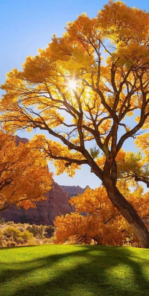 Good Morning💗🌼💕💚☕🍀🍃🌿🌴💙💜❤💙