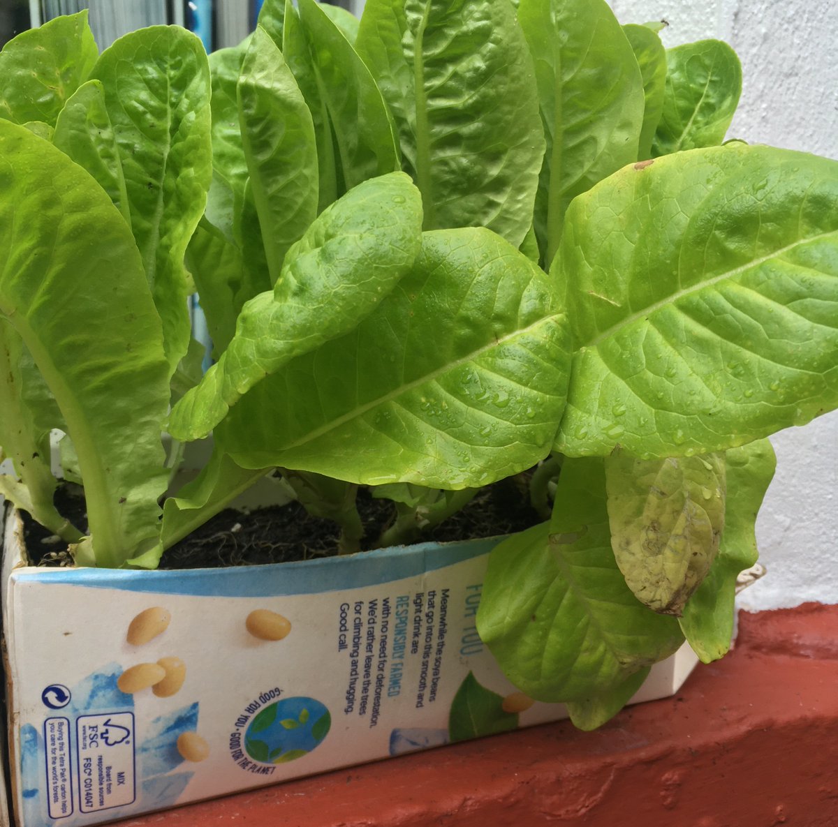 Friends of Willows (@whsfriends) on Twitter photo Taster Tuesday No 3! Join us for Thrifty Gardening on 26th April, 5-7pm in the Learning Lounge.
Plant seeds & make a mini salad bed / herb garden to take home.
Materials provided (bring gloves if you like).
10 free spaces & lots of fun! Email samantha.watt@willows.cardiff.sch.uk Taster Tuesday No 3! Join us for Thrifty Gardening on 26th April, 5-7pm in the Learning Lounge.
Plant seeds & make a mini salad bed / herb garden to take home.
Materials provided (bring gloves if you like).
10 free spaces & lots of fun! Email samantha.watt@willows.cardiff.sch.uk