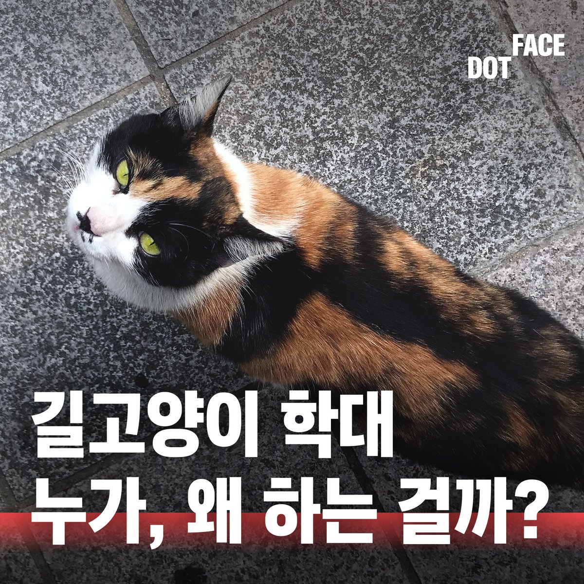 닷페이스 .face tweet media