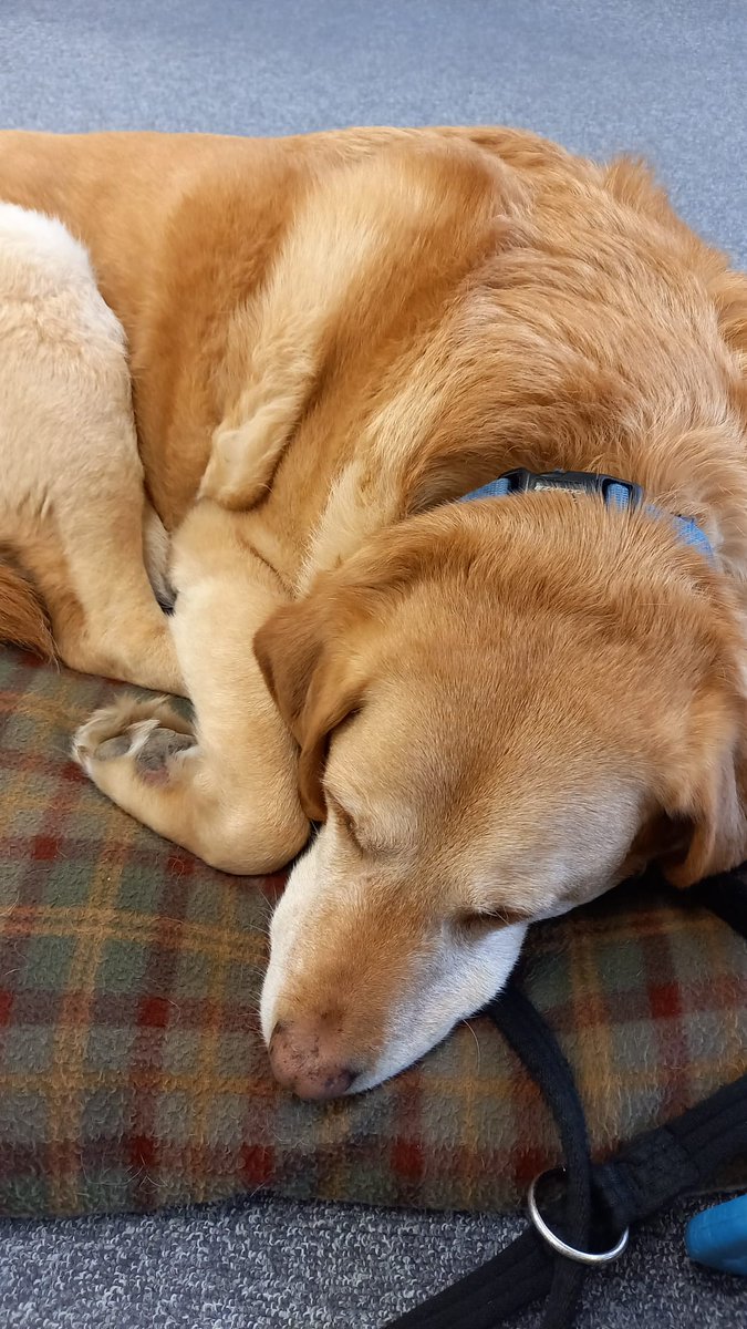 Harrison_FS's tweet photo. The day has barely started and Sid is tired already! ���💤

Luckily the rest of the HFS team are picking up the workload. We have lots of lovely new clients and remortgages to process. ❤️

https://t.co/cowHavknUM
#HarrisonFinancialServices #FurryCoworkers #Remortgaging https://t.co/7cjBgGqiTK