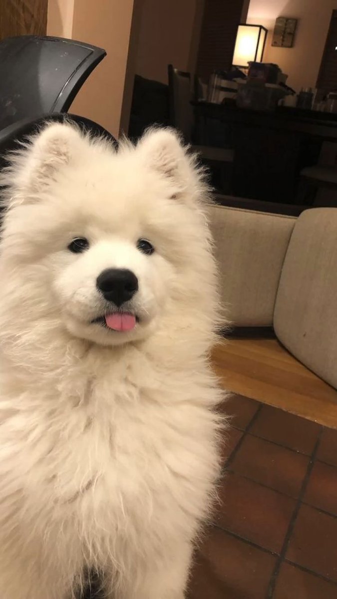 your daily dose of dog serotonin