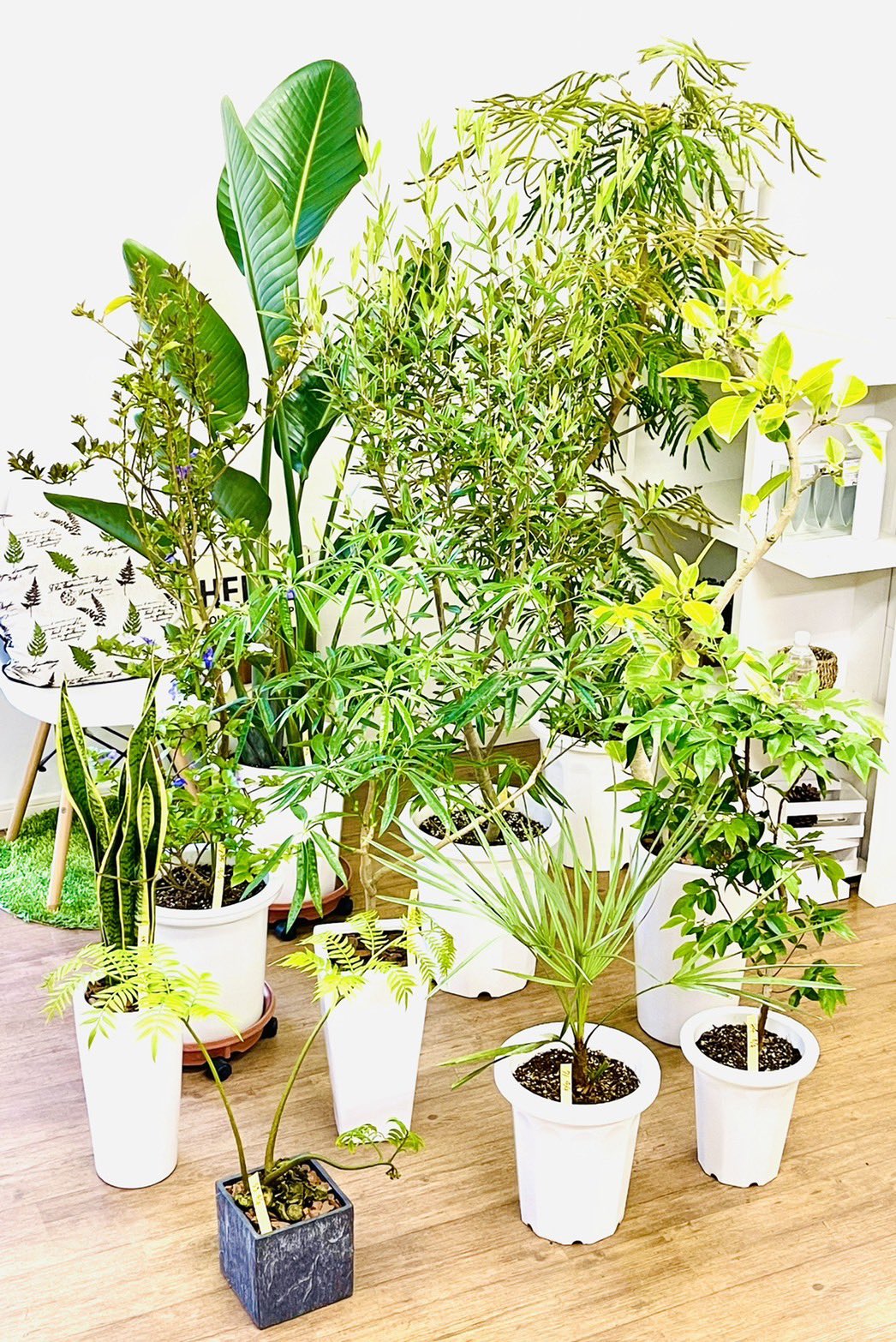 観葉植物のお店 E Ran Eran002 Twitter