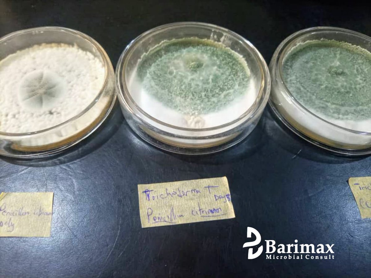 Barimaxconsults's tweet photo. #Microbiology
#studymicrobiology
#microbiologist
#GRAMMYs
#Ukraine
#BIGBANG_StillLife
#bbtvi https://t.co/785hnEfhGe
