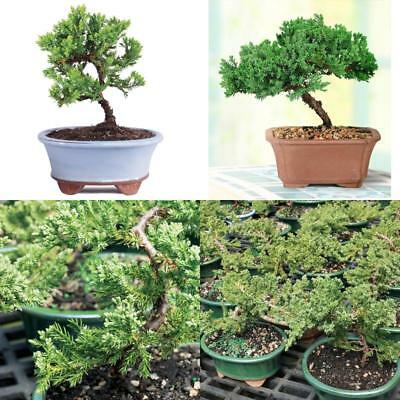 usa_mall's tweet photo. Bonsai Junpier Tree Green Mound Plant Live Garden Flowers Outdoor Bset Gift Yard https://t.co/JXviYe35Uk https://t.co/Su6JjJV6w0