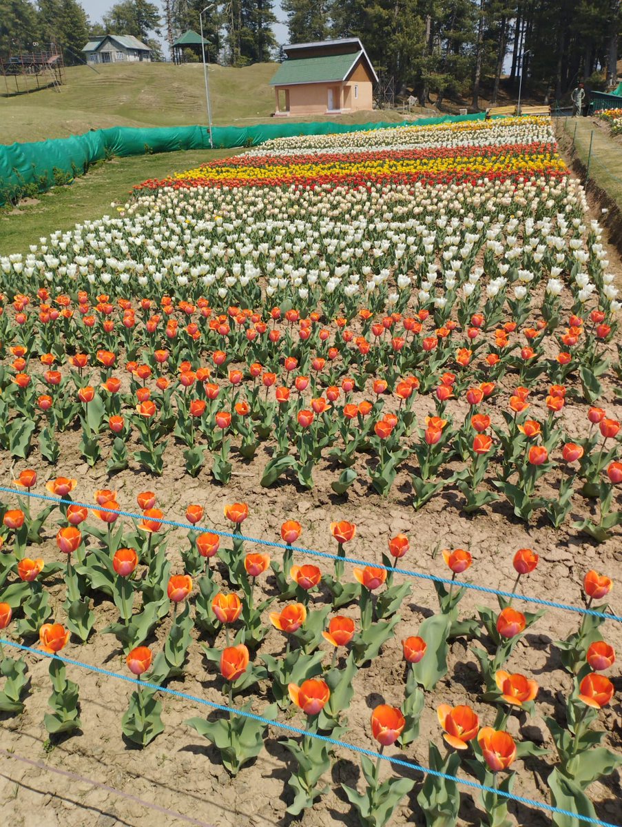 Thakurss111's tweet image. #TulipPark #Sanasar blossomed fully, Tourists are enjoying
                &amp;amp;        
This time #Sanasar calling You, don&apos;t Miss as Flowers are like friends; they bring color to your world. 
#CarryTheTrashBack
#CleanMountainsSaveMountains