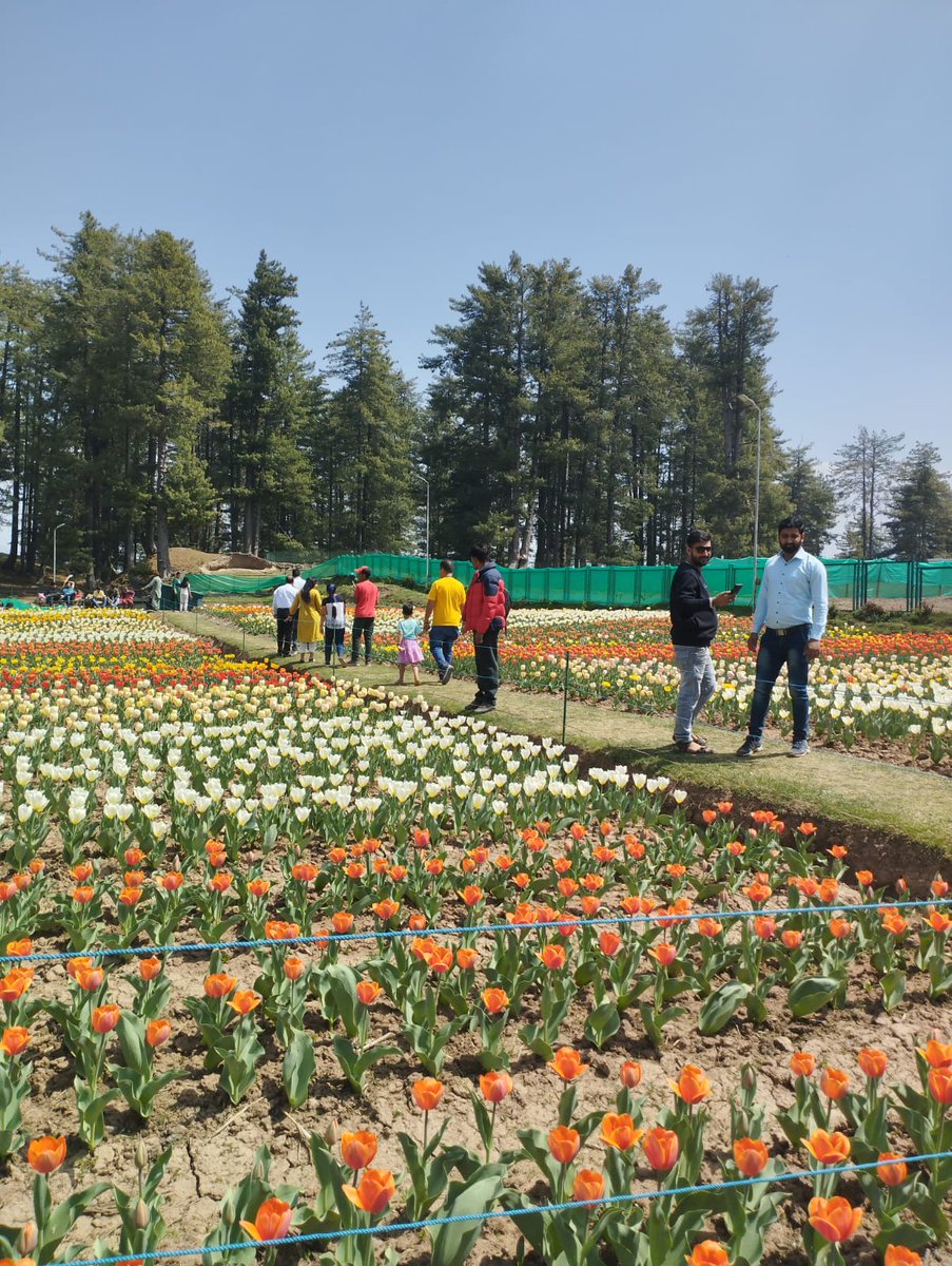 Thakurss111's tweet image. #TulipPark #Sanasar blossomed fully, Tourists are enjoying
                &amp;amp;        
This time #Sanasar calling You, don&apos;t Miss as Flowers are like friends; they bring color to your world. 
#CarryTheTrashBack
#CleanMountainsSaveMountains
