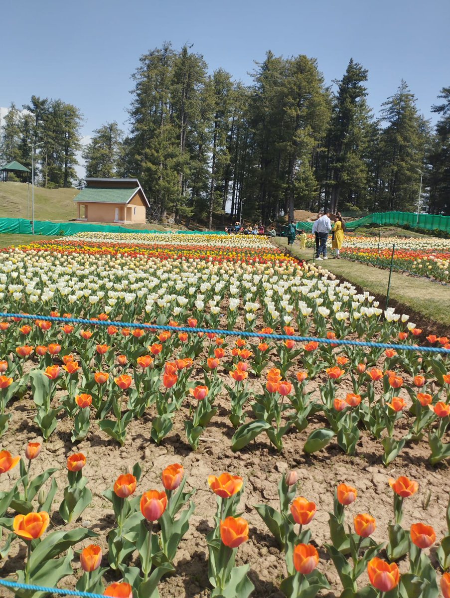 Thakurss111's tweet image. #TulipPark #Sanasar blossomed fully, Tourists are enjoying
                &amp;amp;        
This time #Sanasar calling You, don&apos;t Miss as Flowers are like friends; they bring color to your world. 
#CarryTheTrashBack
#CleanMountainsSaveMountains