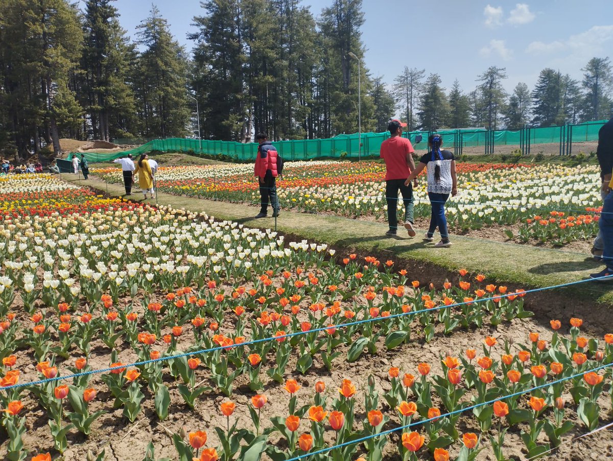 Thakurss111's tweet image. #TulipPark #Sanasar blossomed fully, Tourists are enjoying
                &amp;amp;        
This time #Sanasar calling You, don&apos;t Miss as Flowers are like friends; they bring color to your world. 
#CarryTheTrashBack
#CleanMountainsSaveMountains