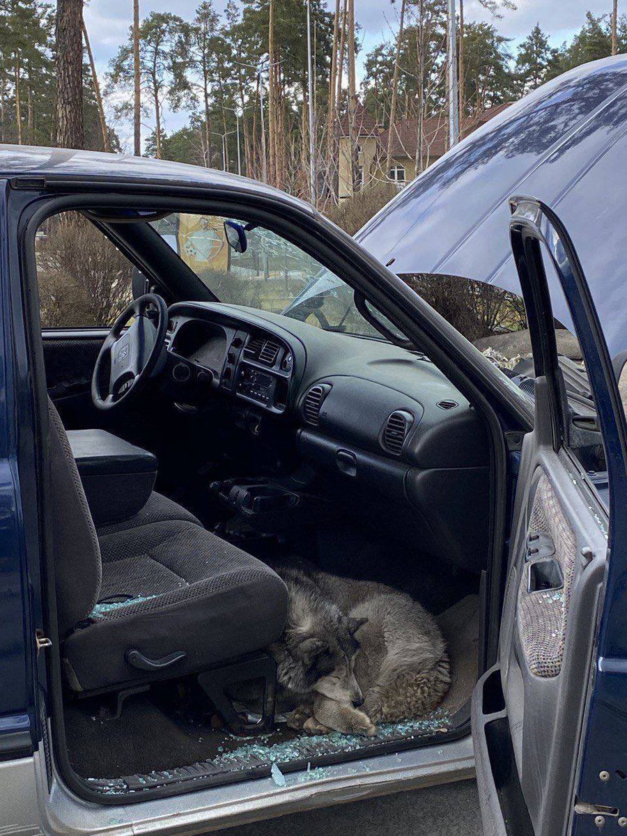 olex_scherba's tweet photo. In one of destroyed civilian cars in #Bucha, #UkrainianArmy found a dog, half-alive. They took him to the vet. The vet took him to his home. Kinda happy-end. Aside from the fact that there is no trace of the dogs owners.

#BuchaMasacre #StandWithUkraine #DogsOfUkraine https://t.co/P5Y3wNumGQ