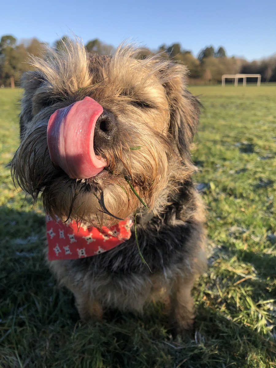 Cheeky little #TongueOutTuesday #TOT #SunsOutTonguesOut 😛