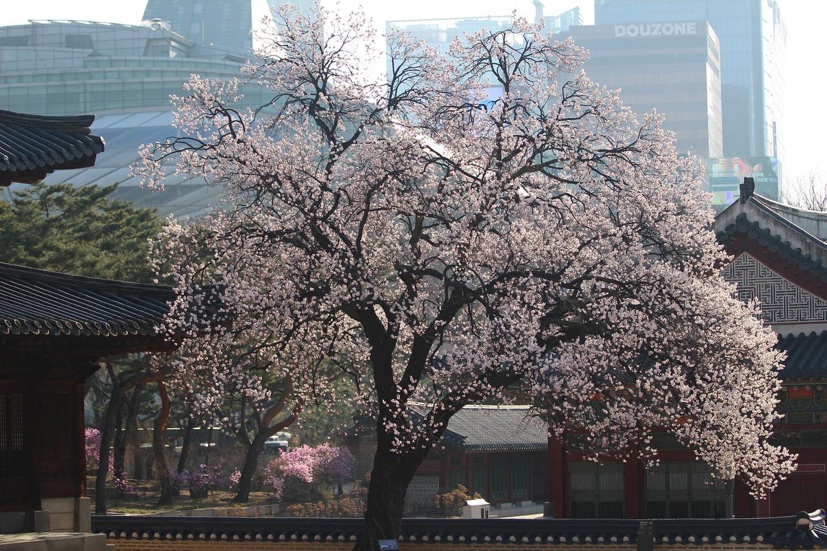 DeokSuGungLoveU's tweet photo. 흐드러지게 피어난 
석어당 앞 살구나무 사진을
1차로 공개합니다🌸 https://t.co/qz9Iqv5VUk