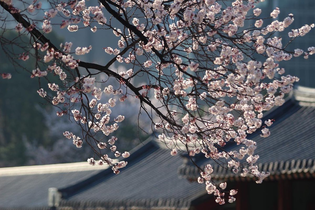 DeokSuGungLoveU's tweet photo. 흐드러지게 피어난 
석어당 앞 살구나무 사진을
1차로 공개합니다🌸 https://t.co/qz9Iqv5VUk