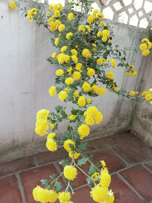 🛖👍👉🌺🌻🌻🌺