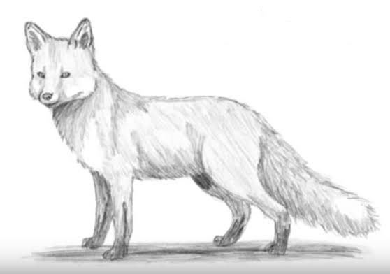 NftKittyCrypto2's tweet photo. My new art. I am sure WAGMI 🦊🦊🦊@FadedFoxess https://t.co/D0xoIKX09g