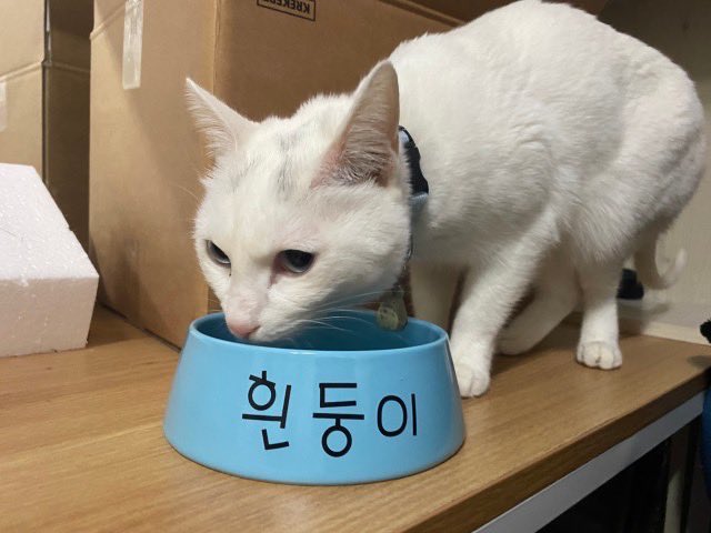 🤍흰둥이 밥그릇🤍

짱구 세계관 속 흰둥이 밥그릇의 등장‼️

이 세상 반려동물들, 심지어 주인이 탐 내는 핫 아이템🔥
*코볼 담아 먹으면.. 내가 바로 흰둥이다.

❕RT 이벤트 ❕
흰둥이 밥그릇 증정
✔️기간 : 4/5-4/15
✔️당첨자 발표 : 3/16
✔️당첨인원 : 5명
