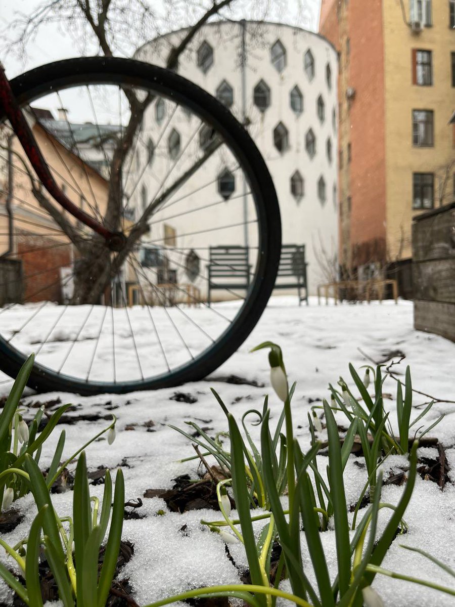 #всадуДома 
Подснежникам все нипочём 😉 Цветут уже вторую неделю!