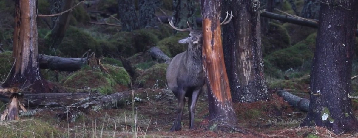 FilmsWild's tweet photo. Wildlife Filmmaking Courses with accommodation on the Isle of Mull available for May, September and October 2022. Book now! https://t.co/04vMHTgAVA #mull #isleofmull #scottishadventure #lochnakeal #Mull #wildlifefilmmaking https://t.co/Di9S6pTu54