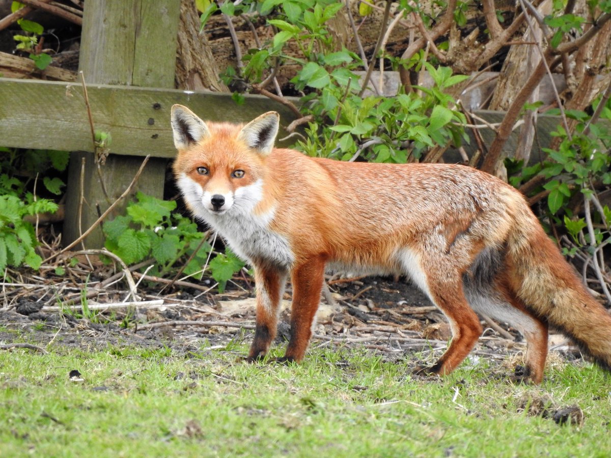 #FoxOfTheDay on #Walthamstow Marshes. #TwitterNatureCommunity #LondonFoxes