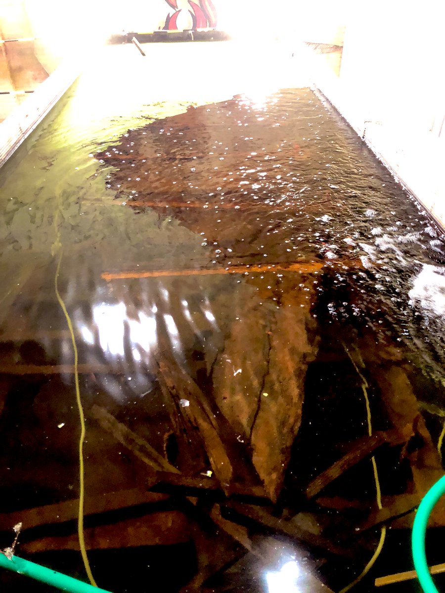 prehistoryRMO's tweet image. Site visit to project ‘Over de Maas’ in #Dreumel #Gelderland last week. Impressed by the knowledge, enthusiasm and perseverance of Nils Kerkhoff and his team of volunteers who rescued over 450.000 archaeological finds including largely intact ships during floodbasin development