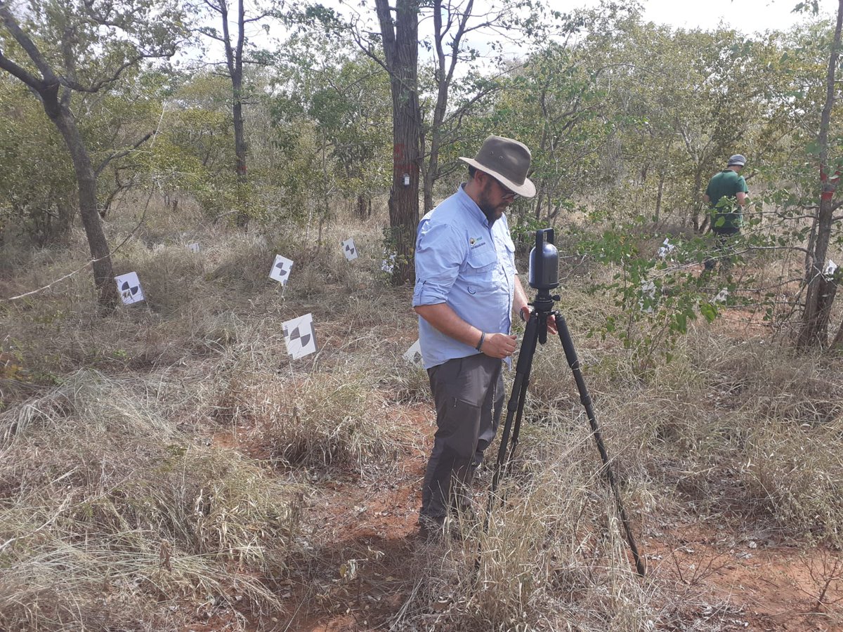 miguel_forestal's tweet photo. Fortalecimiento de la red de datos en el bosque digital del Parque Nacional del Limpopo (MOZ), para el desarrollo de herramientas de Gestión Forestal Sostenible #digitalizacion #bosques #forestal #TLS #TreeTalkers #UAV #GFS https://t.co/p5OskFIWNe
