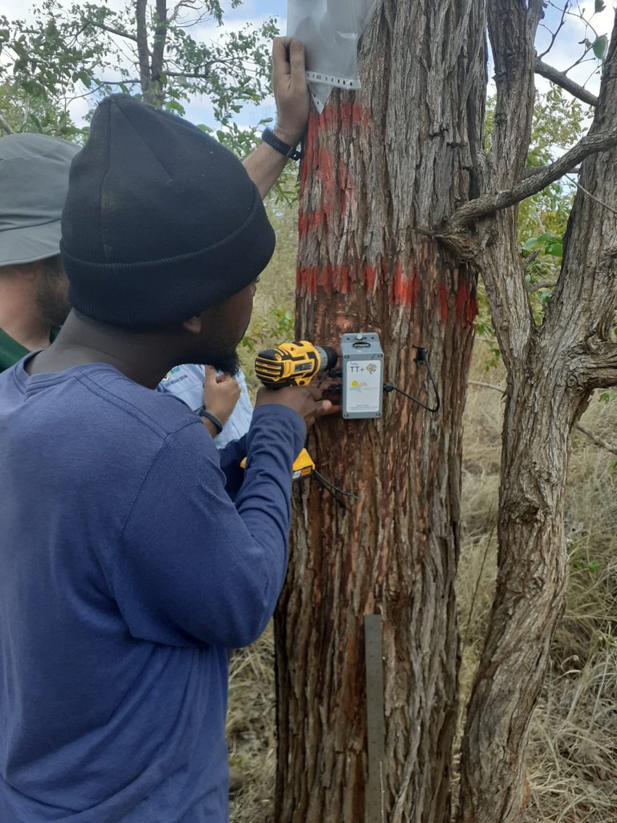 miguel_forestal's tweet photo. Fortalecimiento de la red de datos en el bosque digital del Parque Nacional del Limpopo (MOZ), para el desarrollo de herramientas de Gestión Forestal Sostenible #digitalizacion #bosques #forestal #TLS #TreeTalkers #UAV #GFS https://t.co/p5OskFIWNe