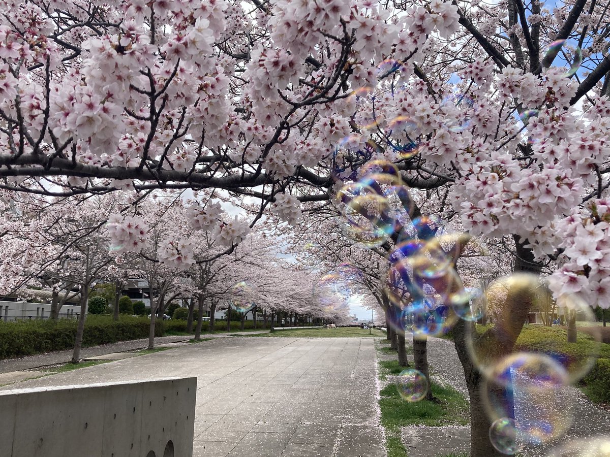 yuki101033's tweet photo. #桜
#しゃぼんだま https://t.co/MS0xQ9FsGg